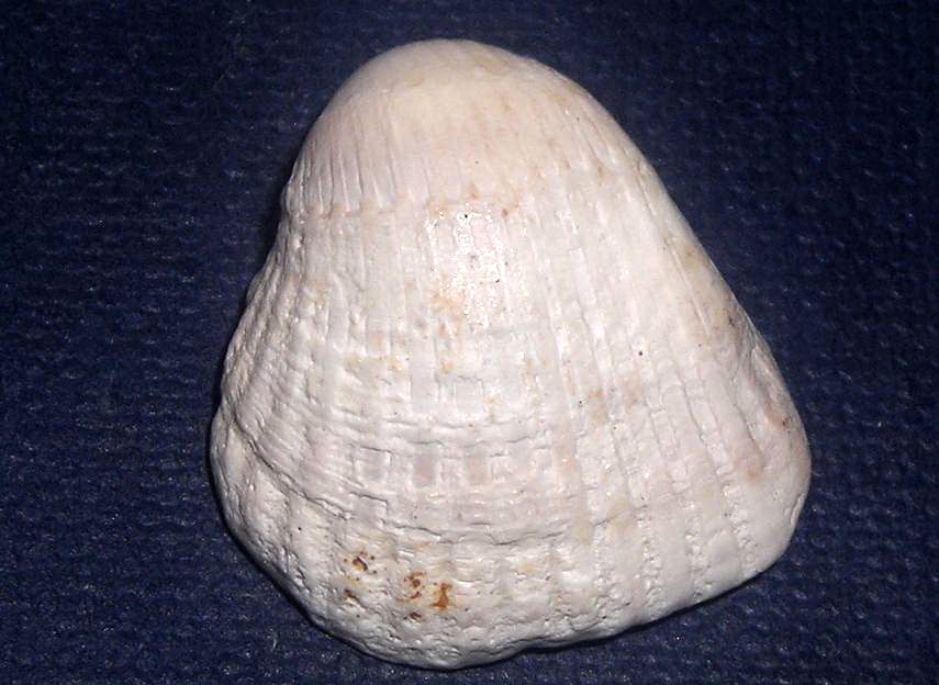 Conchiglie da Tirrenia.